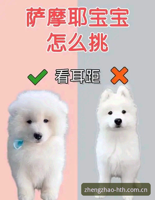 华体会只争朝夕版2026登录入口使用技巧 新手必看:华体会只争朝夕版2026登录入口使用技巧与实战经验
